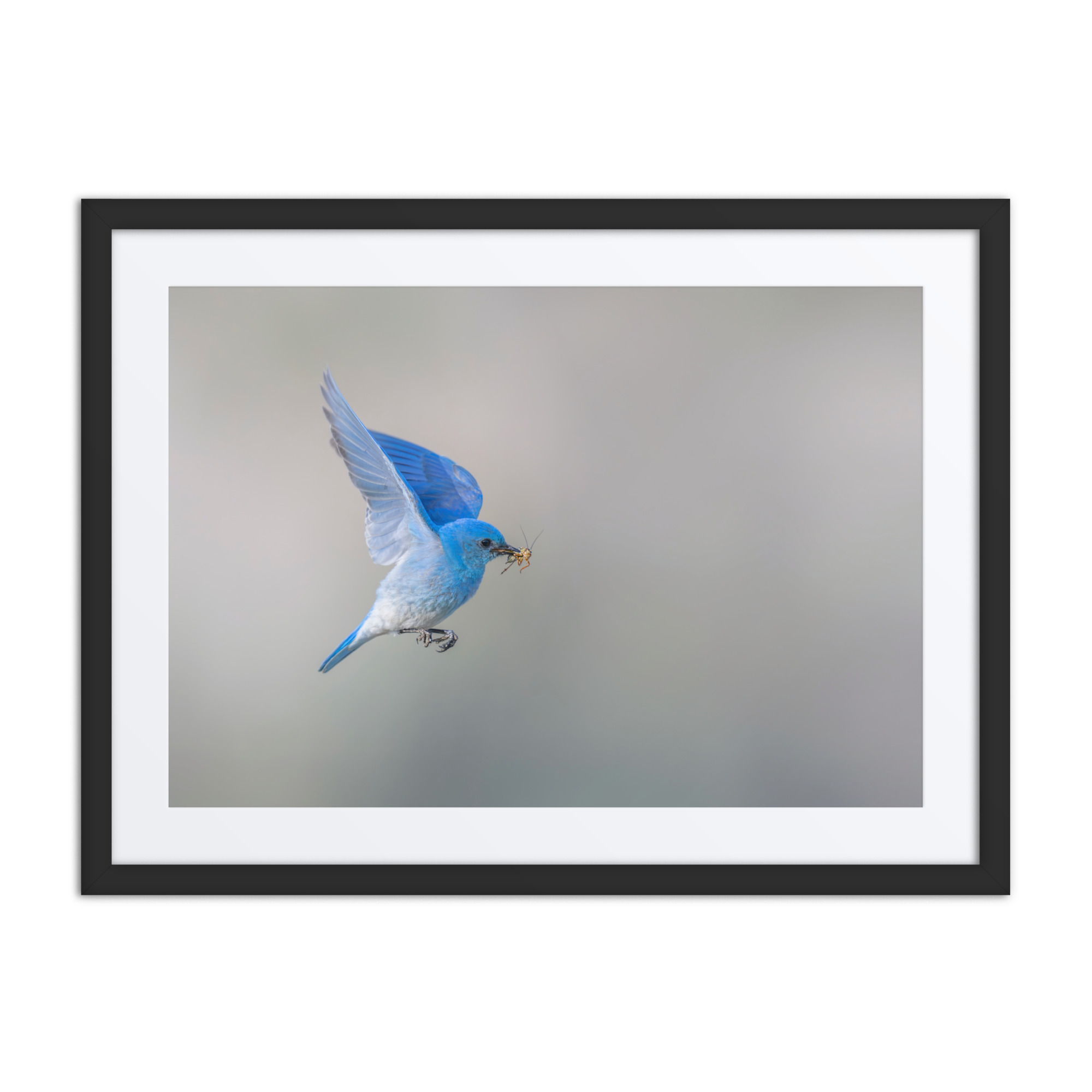 Mountain Bluebird with prey! Framed mat poster - Image 4