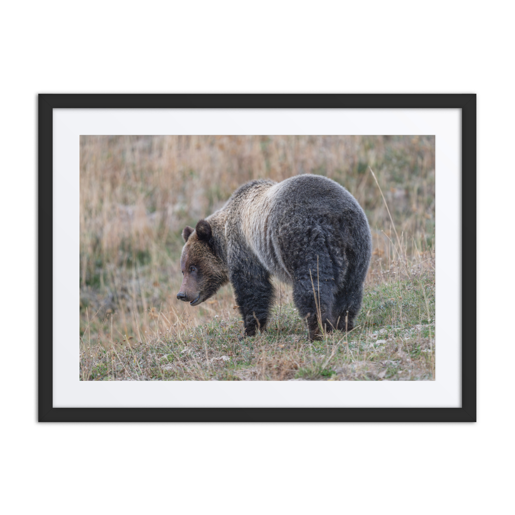 Grizzly of yellowstone! Framed poster - Image 4