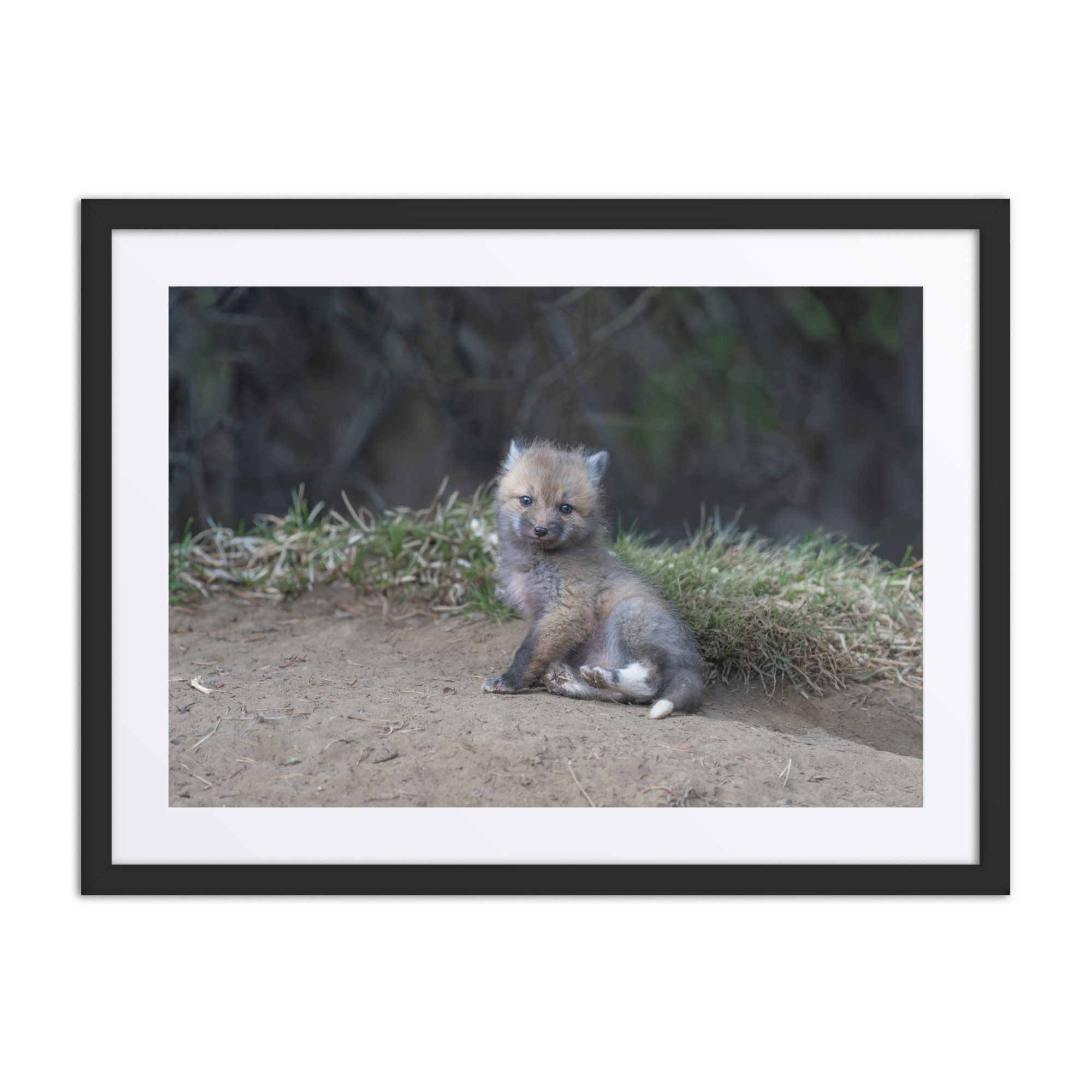 Guarding Den Baby Red fox! Framed mat poster - Image 4