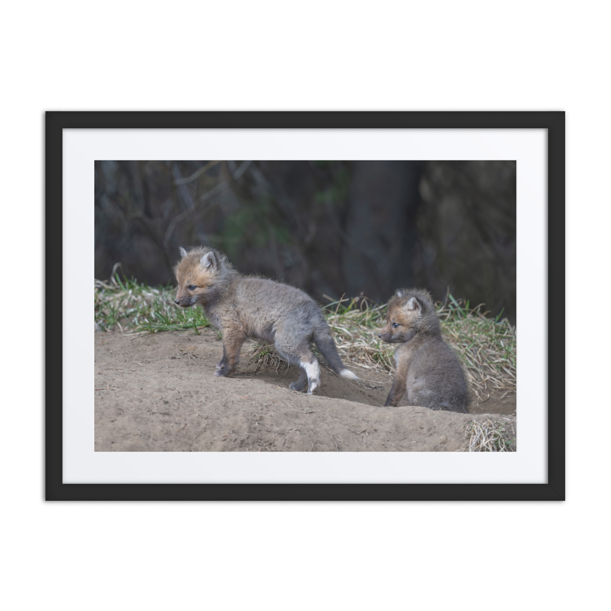 Play Time Baby Red fox! Framed mat poster - Image 4