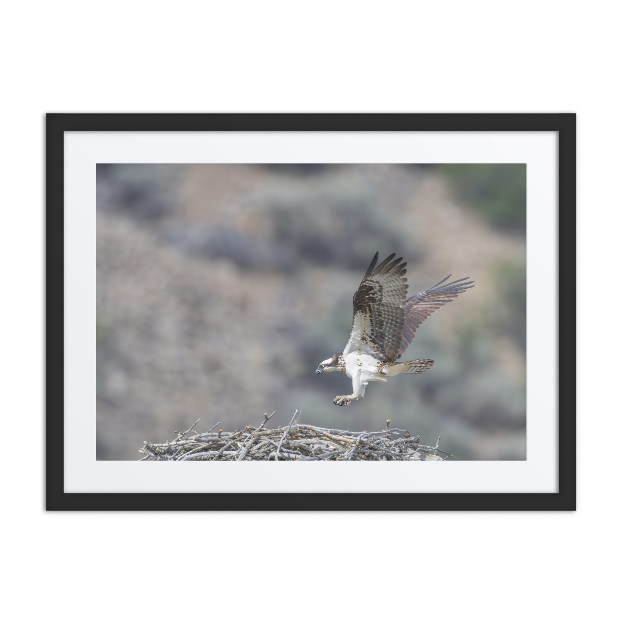 Osprey Landing on its nest! Framed mat poster - Image 3