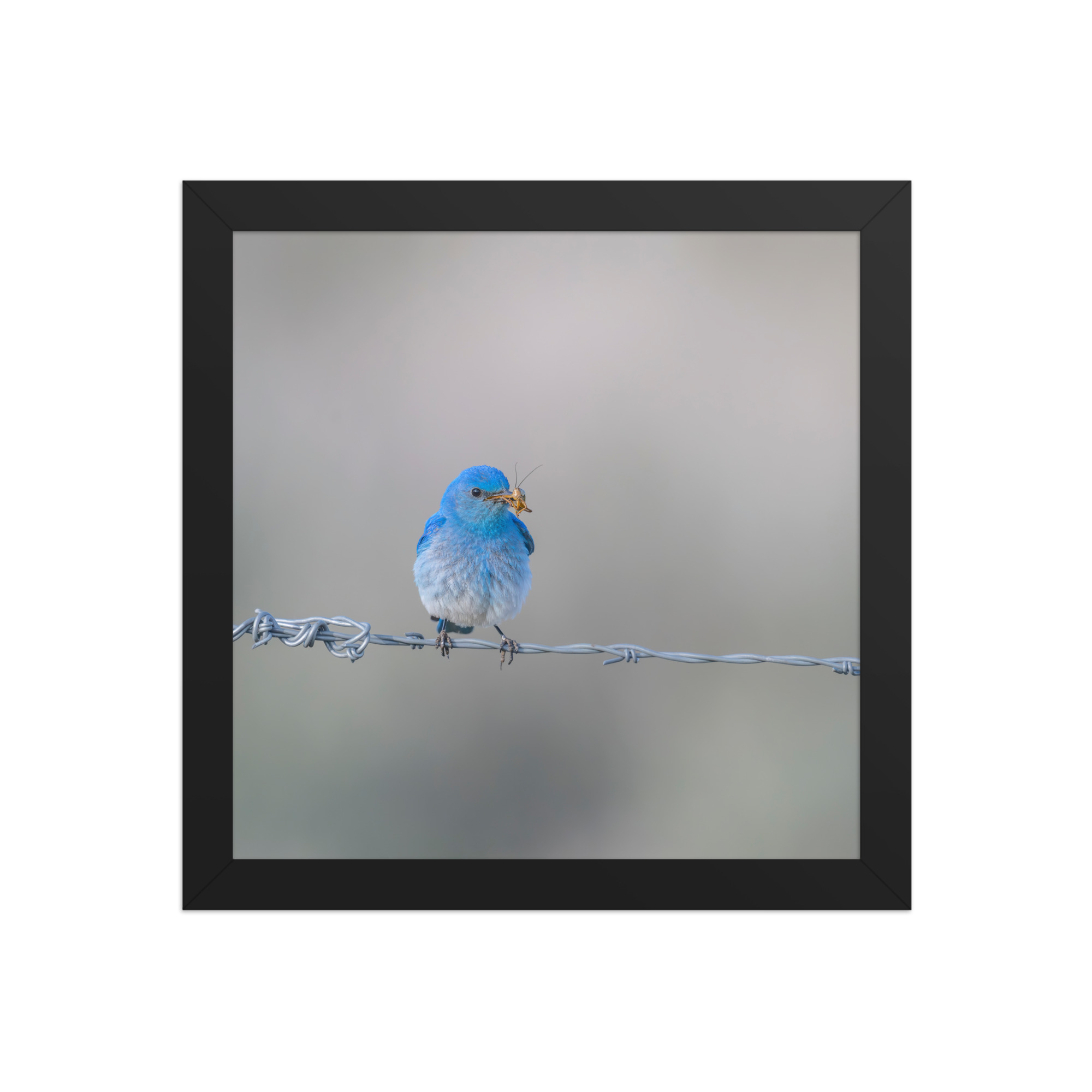 Mountain Blue Bird! Framed photo paper poster - Image 3