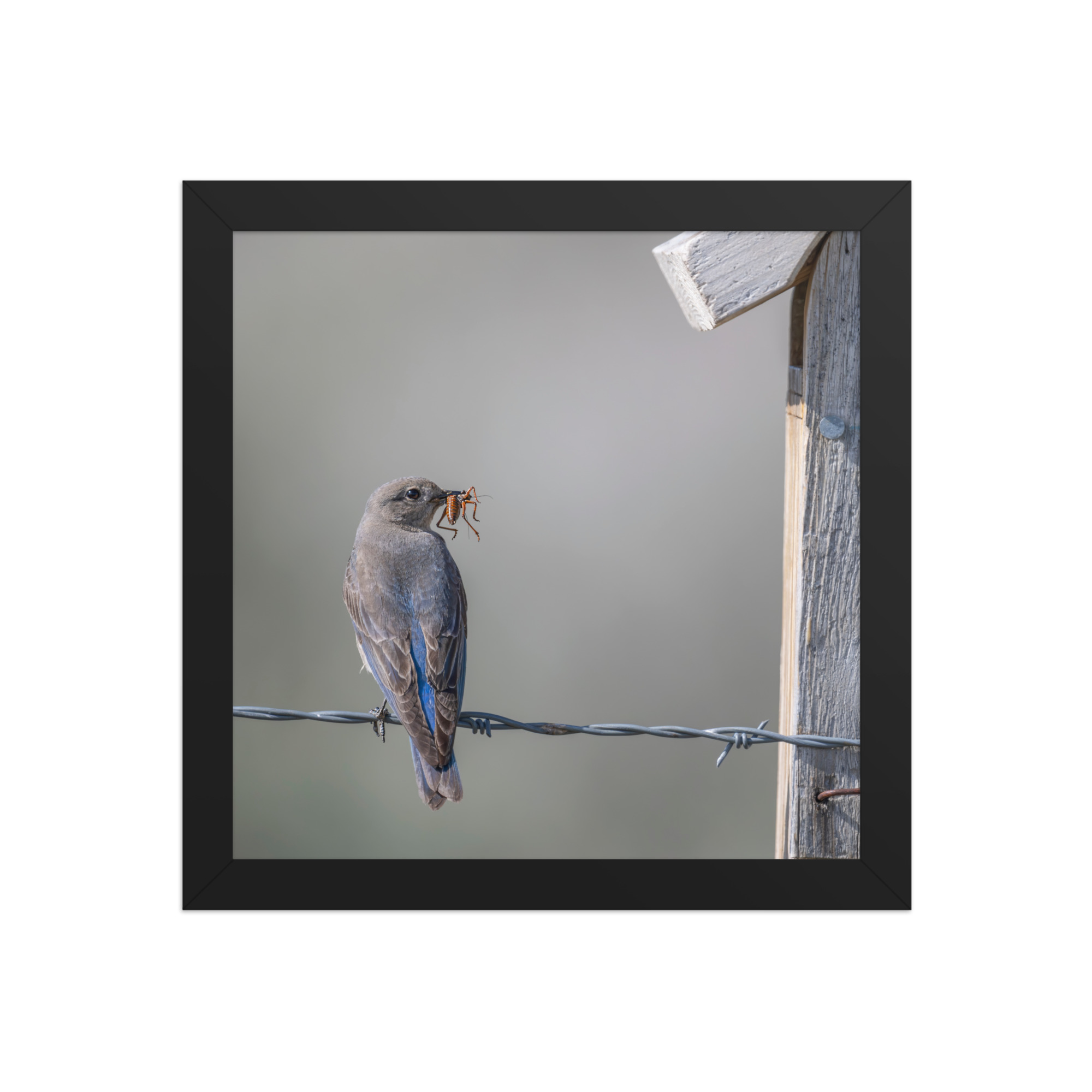 Mama Mountain bluebird with food! Framed photo paper poster - Image 3