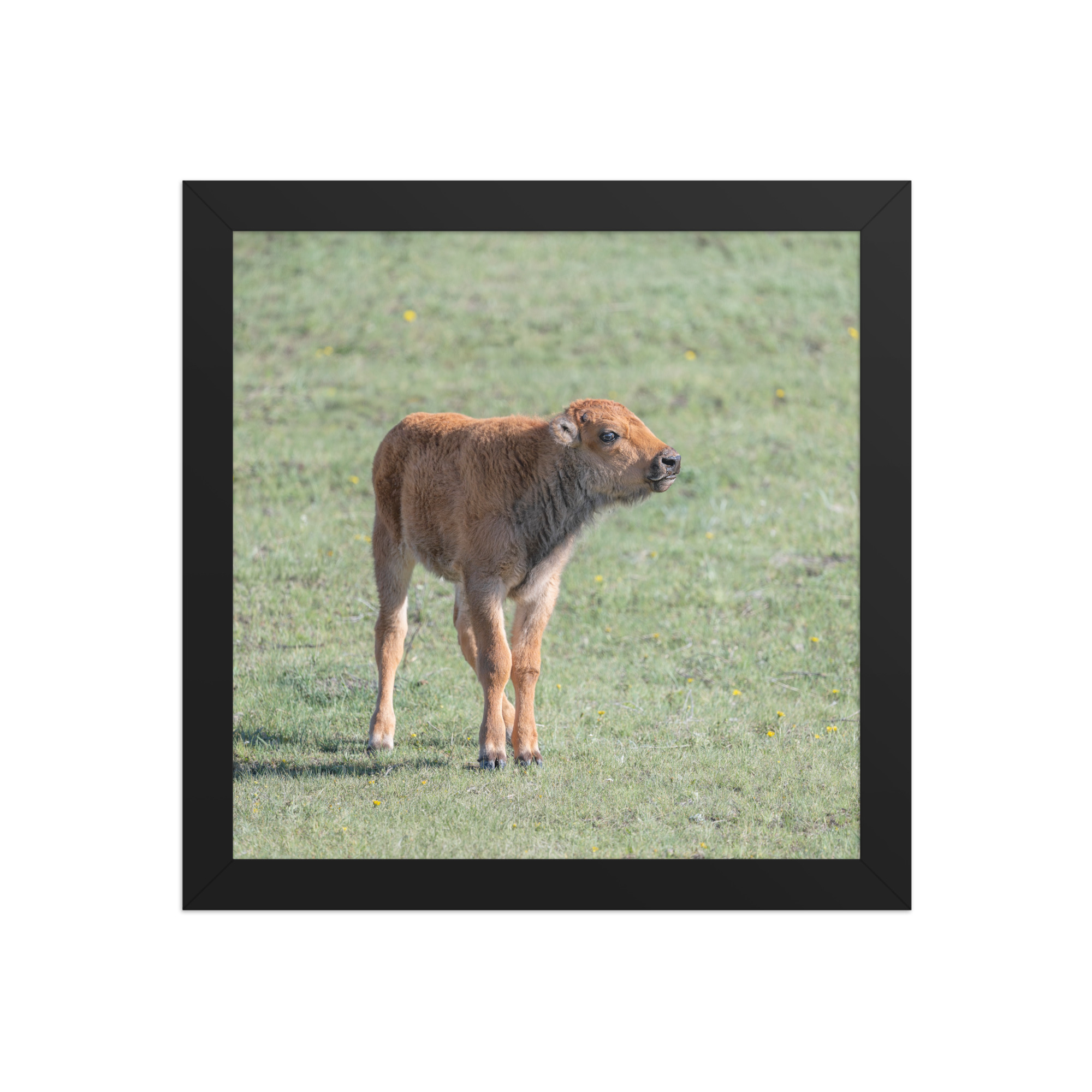 Baby Bison! Framed photo paper poster - Image 3