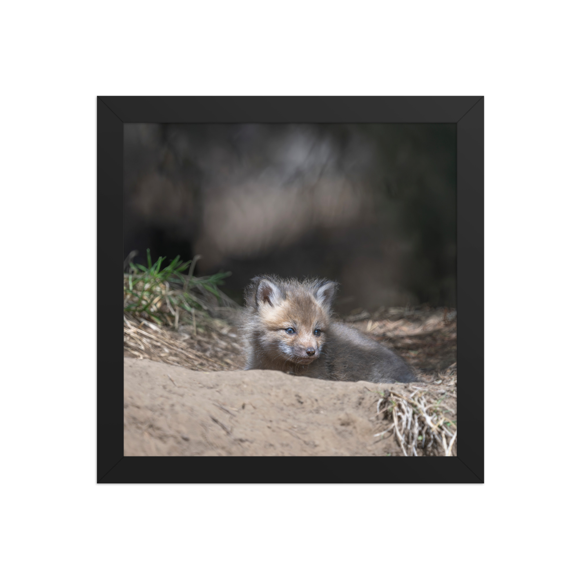 Baby Red fox waiting for Mom! Framed photo paper poster - Image 3