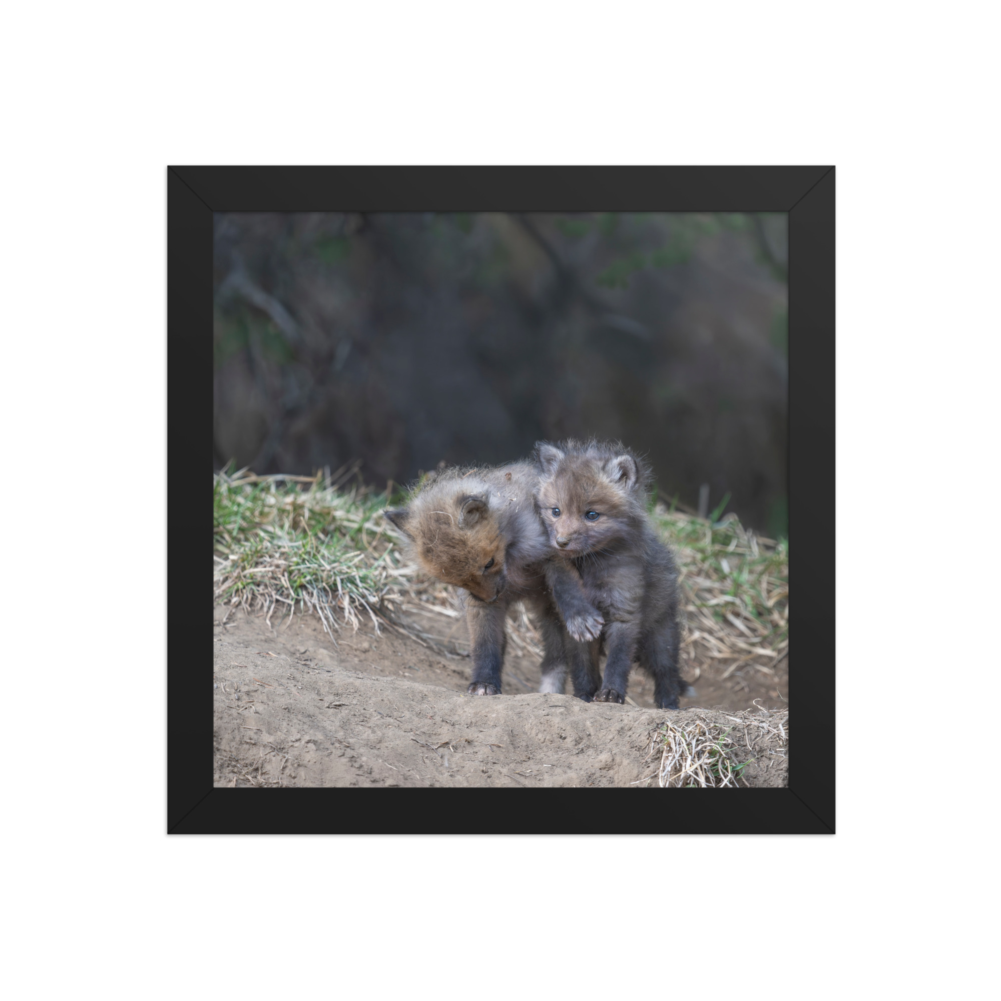 Brothers in Arms Red fox kits! Framed photo paper poster - Image 3