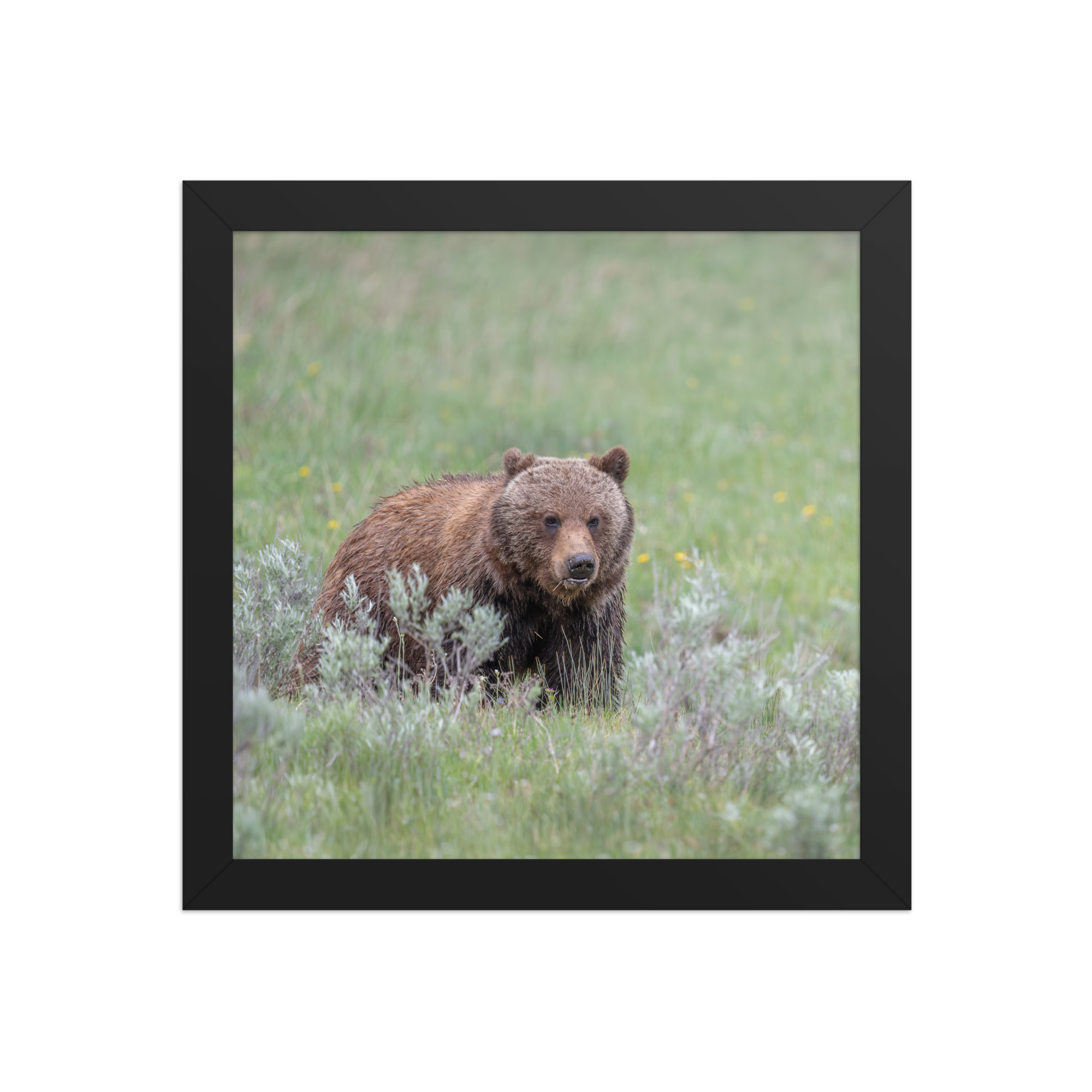 Hungry Grizzly in a Meadow! Framed photo paper poster - Image 3