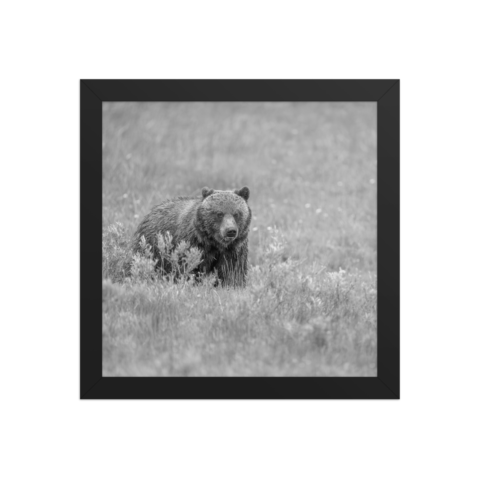 Hungry Grizzly in a Meadow! Monochrome Framed photo paper poster - Image 3