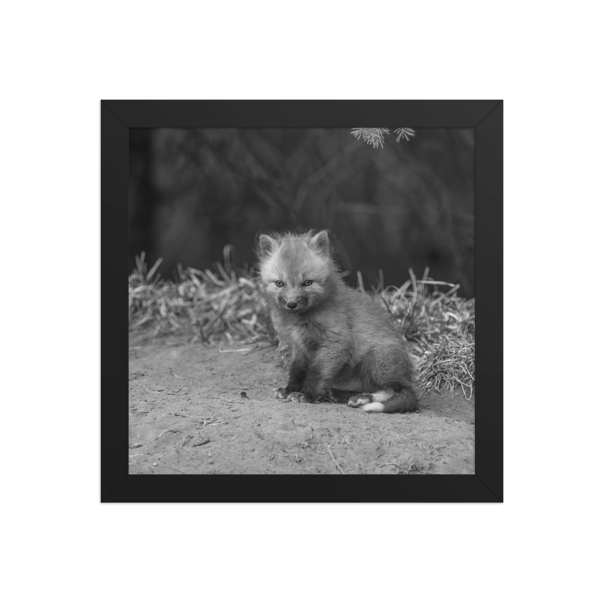 Sharp gaze baby red fox (Monochrome)! Framed photo paper poster - Image 3