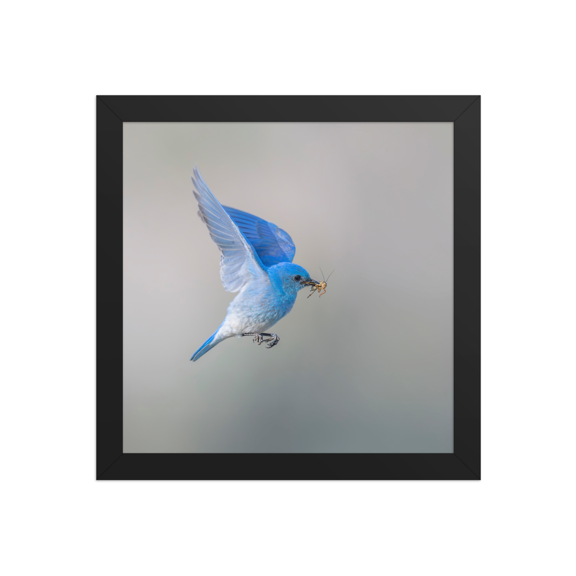 Mountain Bluebird with prey! Framed photo paper poster - Image 3