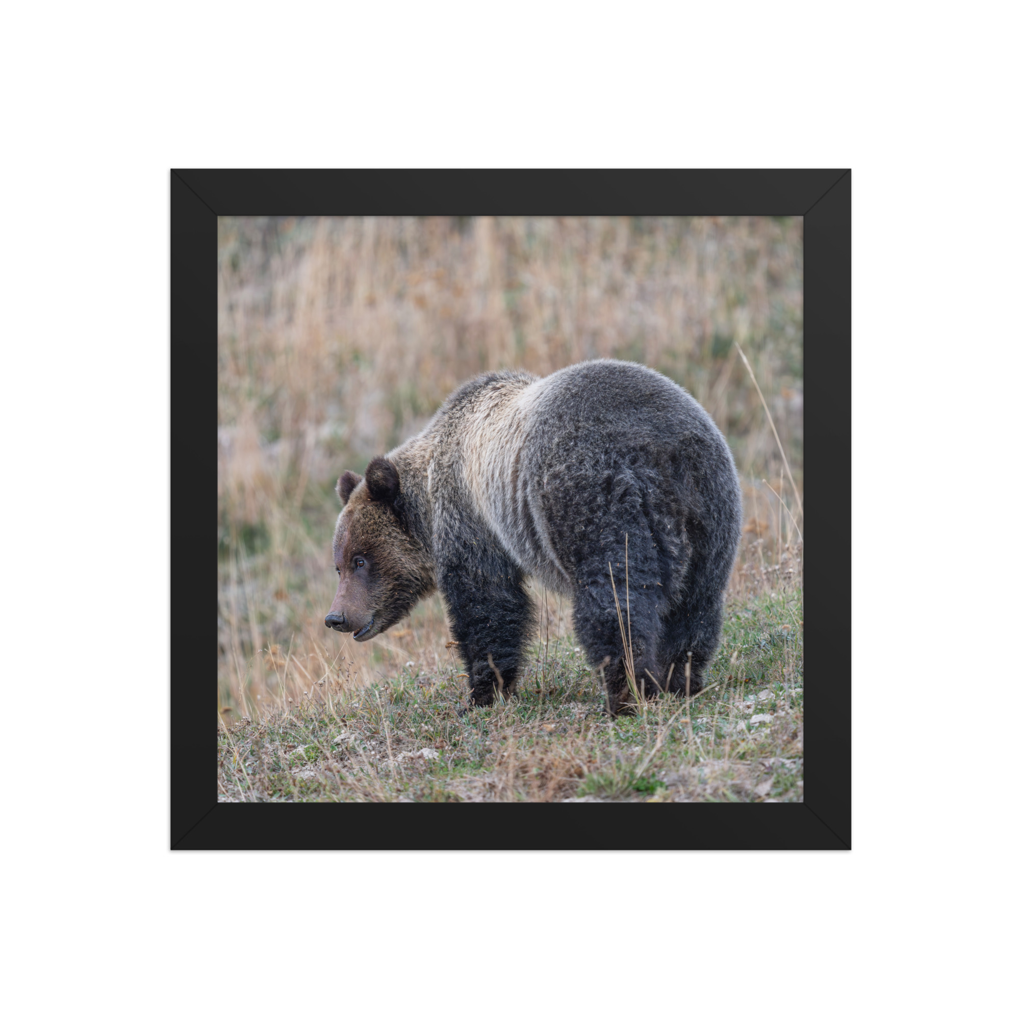 Grizzly of yellowstone! Framed photo paper poster - Image 3