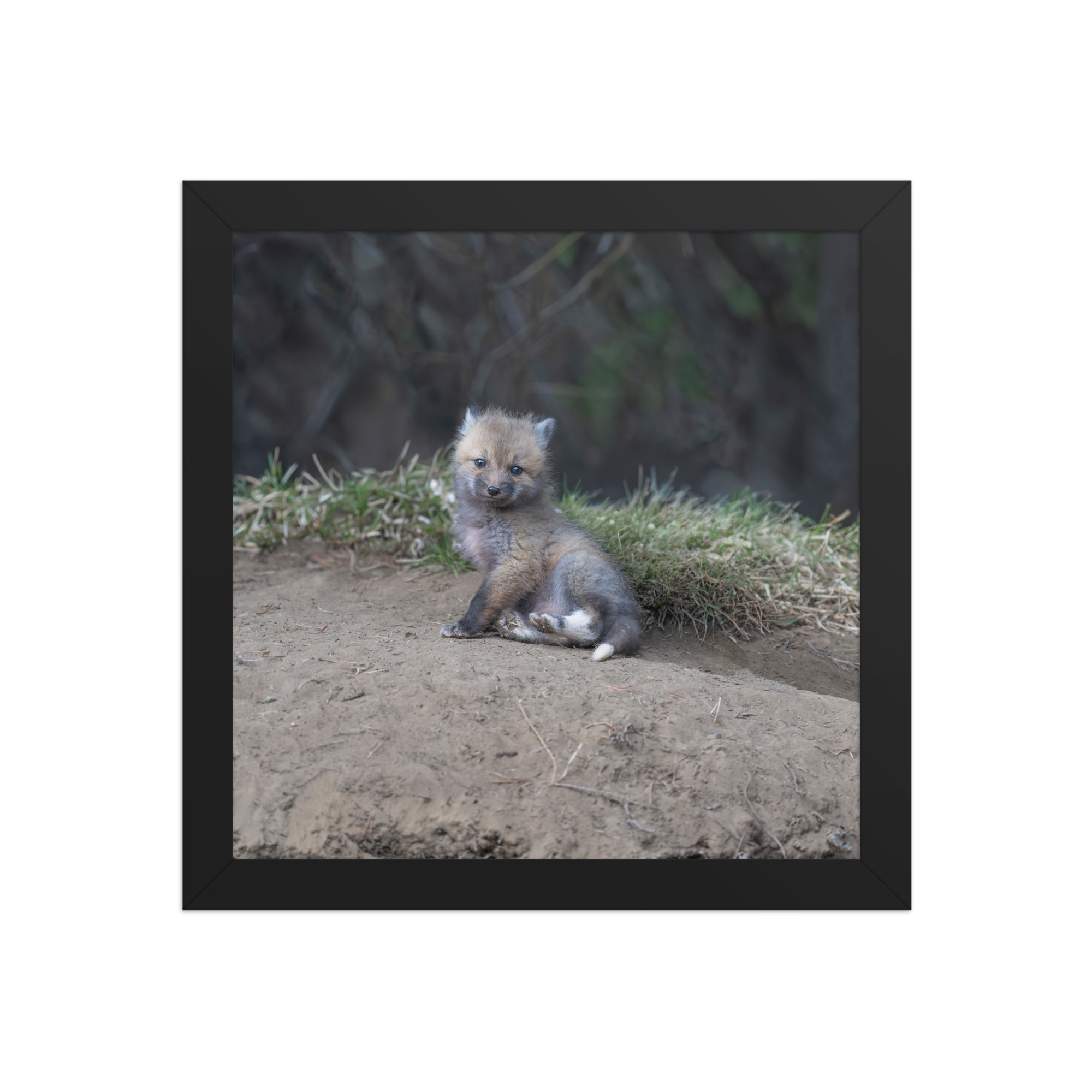Guarding Den Baby Red fox! Framed photo paper poster - Image 3
