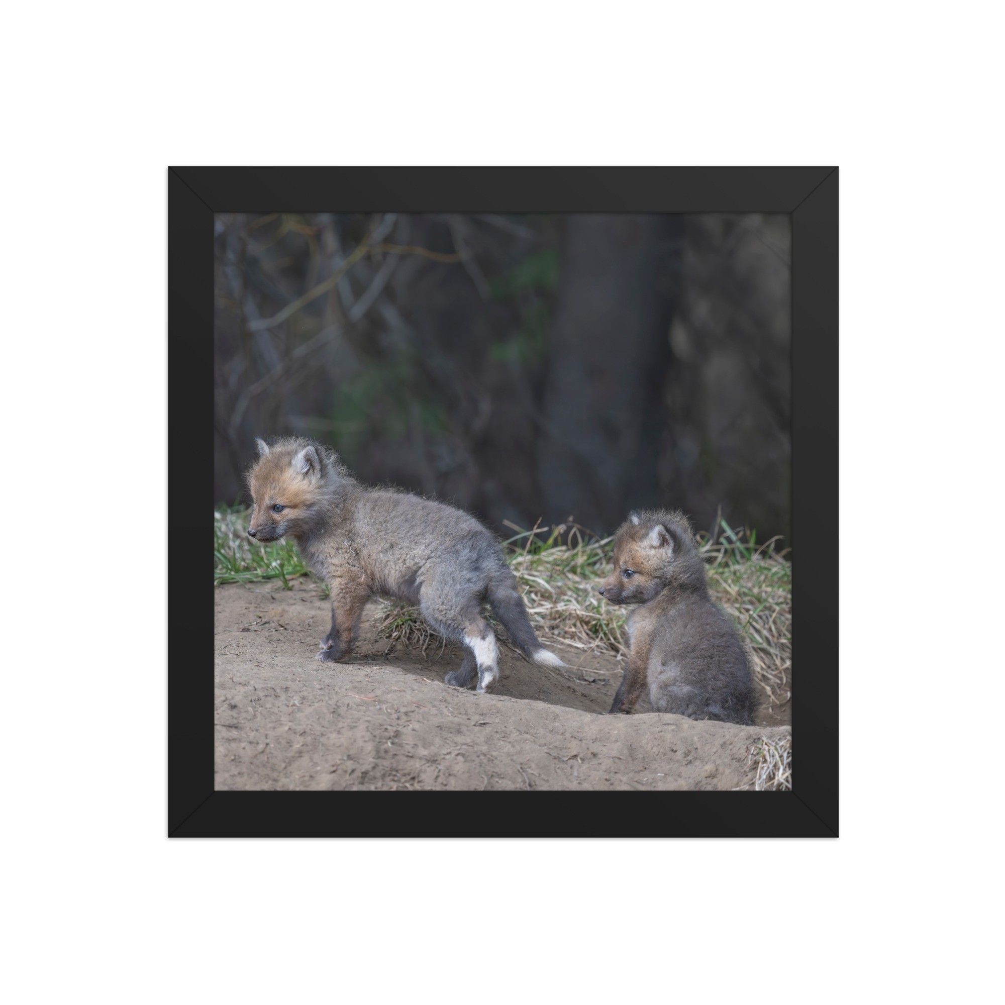 Play Time Baby Red fox!  Framed photo paper poster - Image 3