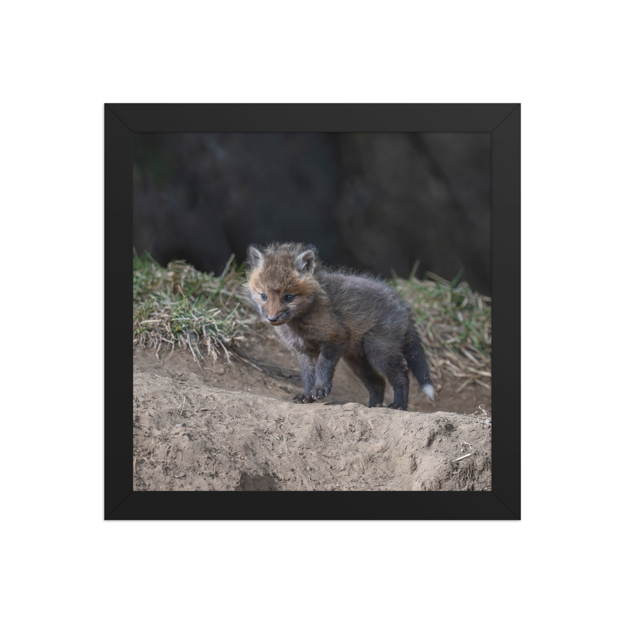 Just checking Baby Red fox! Framed photo paper poster - Image 3