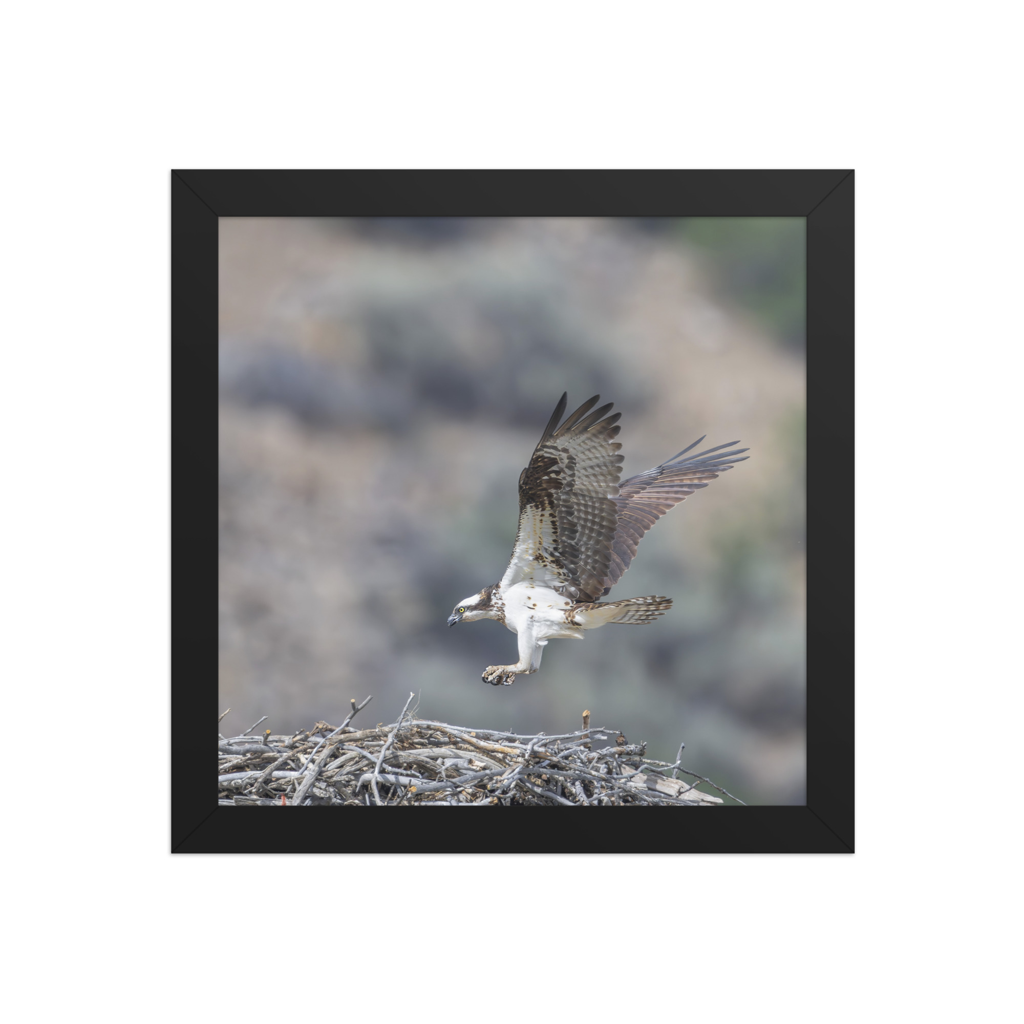 Osprey Landing on its nest! Framed photo paper poster - Image 3