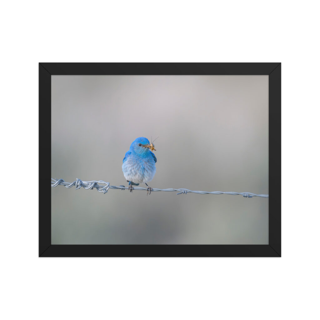 Mountain Blue Bird! Framed photo paper poster
