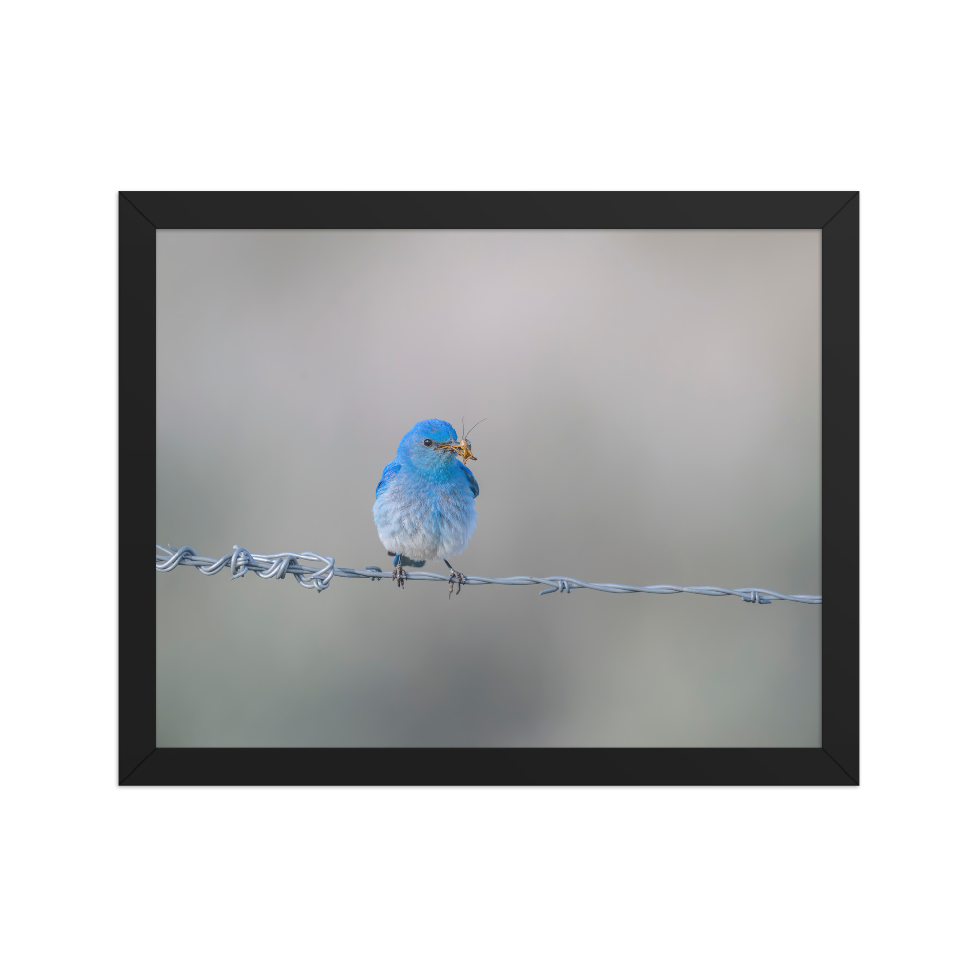 Mountain Blue Bird! Framed photo paper poster