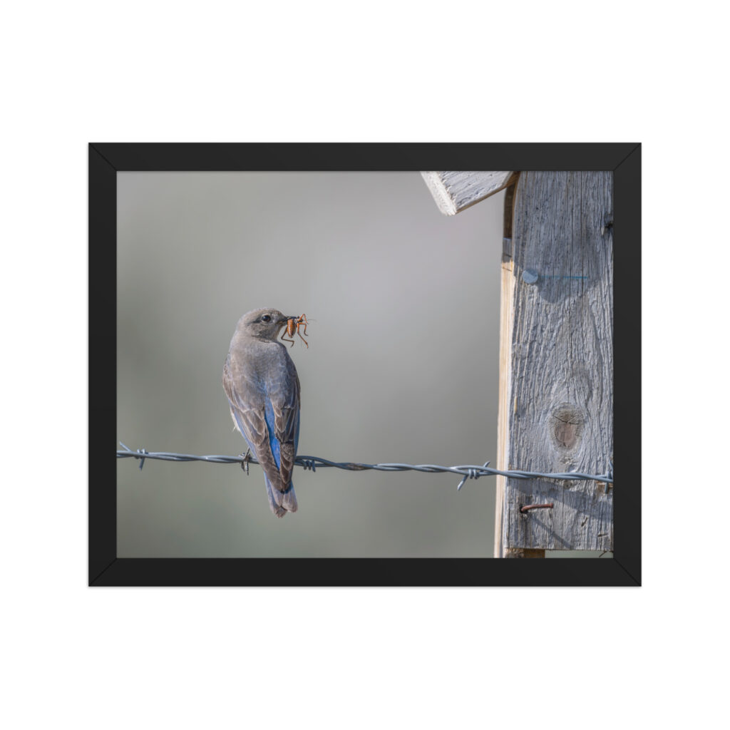 Mama Mountain bluebird with food! Framed photo paper poster