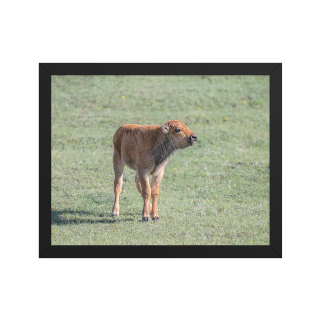 Baby Bison! Framed photo paper poster