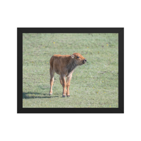 Baby Bison! Framed photo paper poster