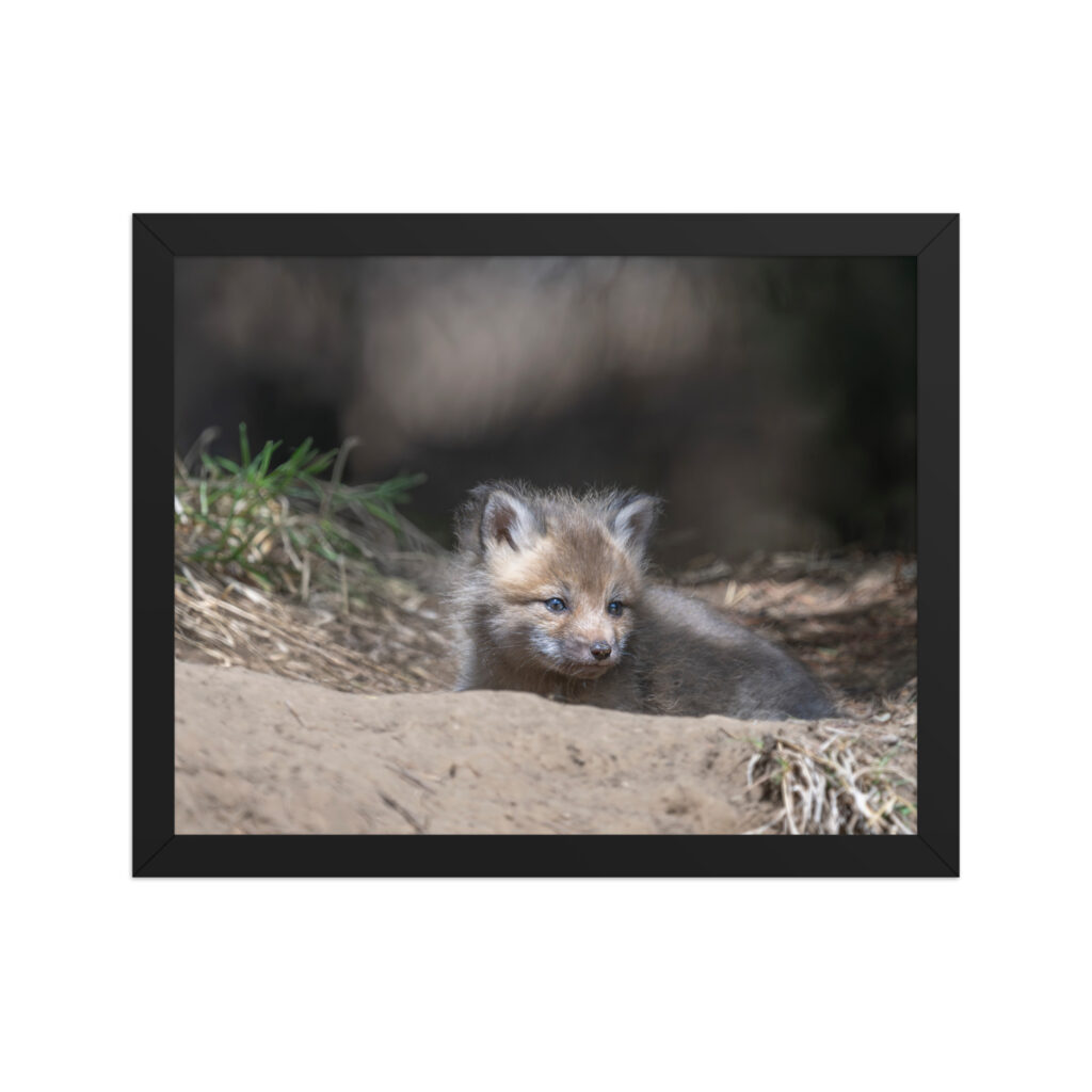 Baby Red fox waiting for Mom! Framed photo paper poster