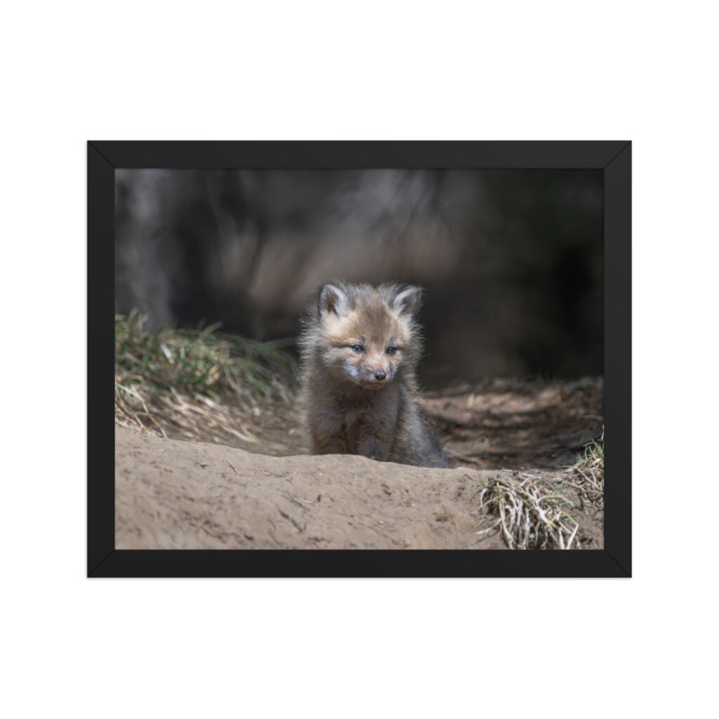 Contemplation in Progress! Framed photo paper poster