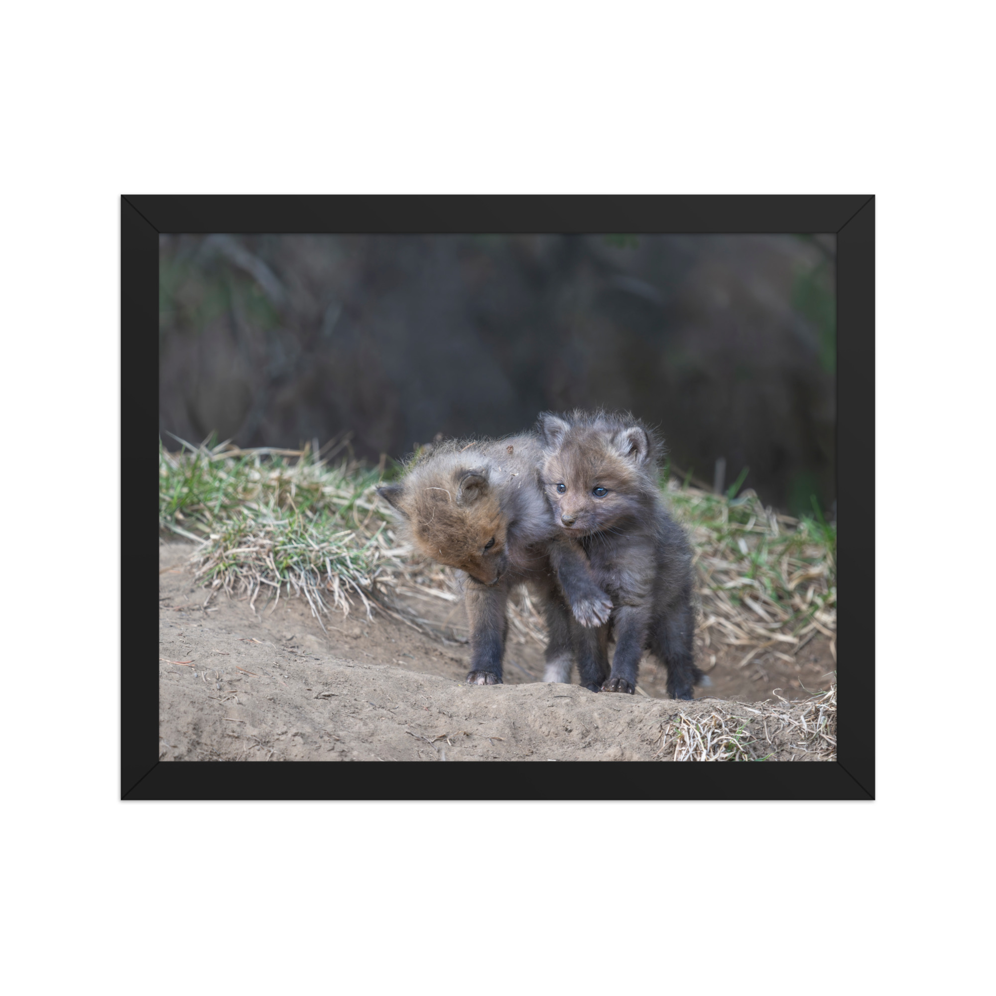 Brothers in Arms Red fox kits! Framed photo paper poster