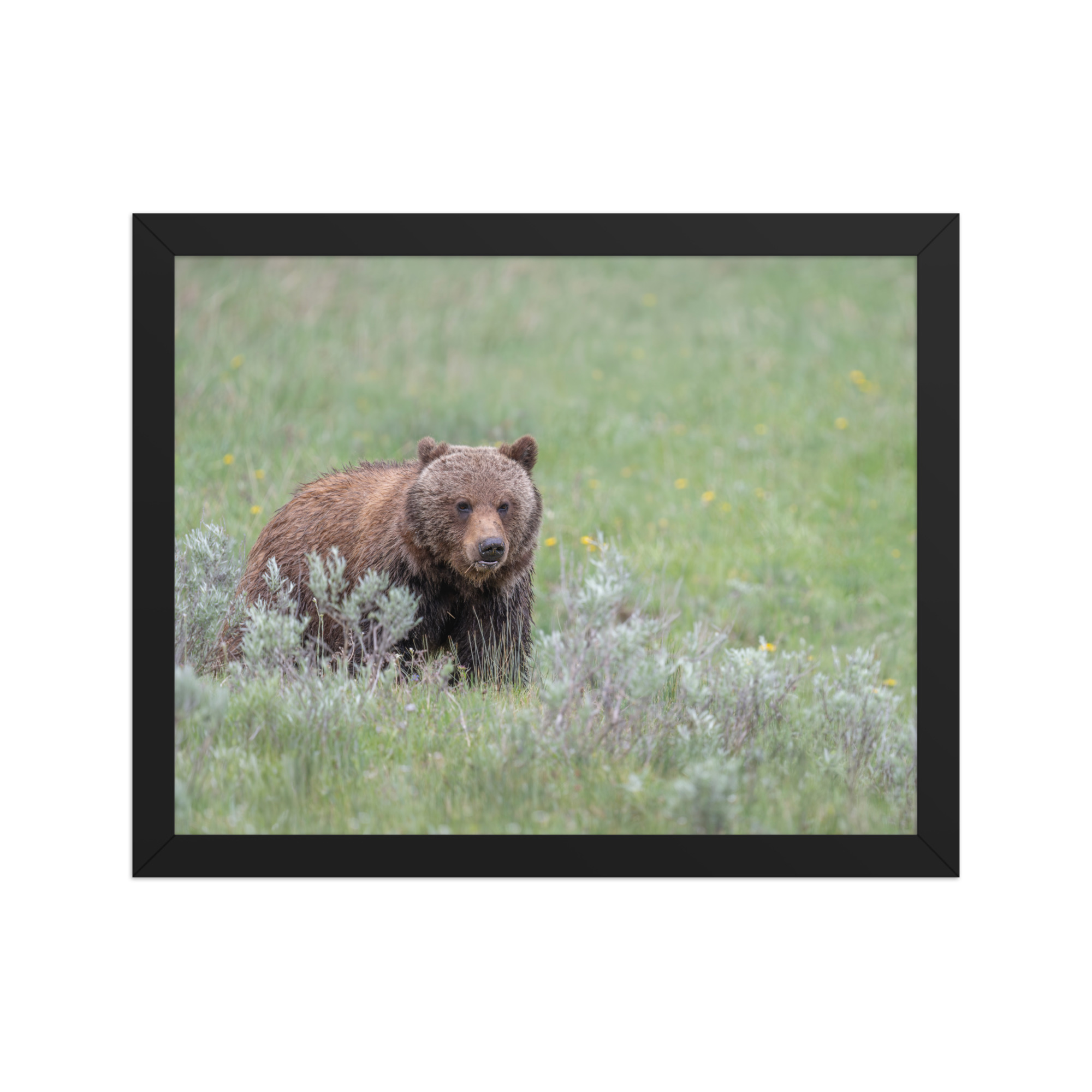 Hungry Grizzly in a Meadow! Framed photo paper poster