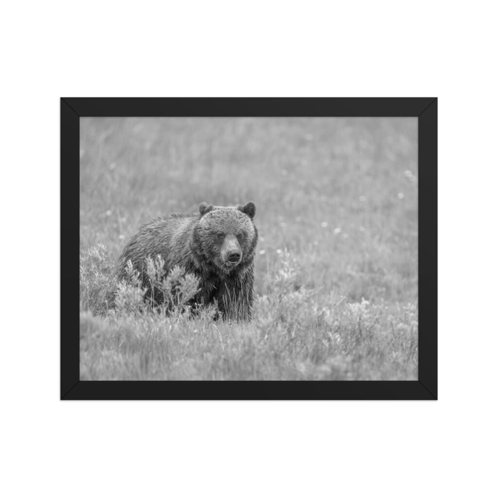 Hungry Grizzly in a Meadow! Monochrome Framed photo paper poster