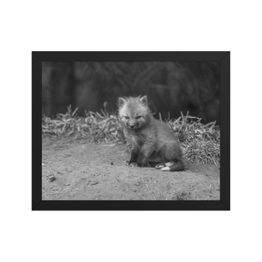 Sharp gaze baby red fox (Monochrome)! Framed photo paper poster
