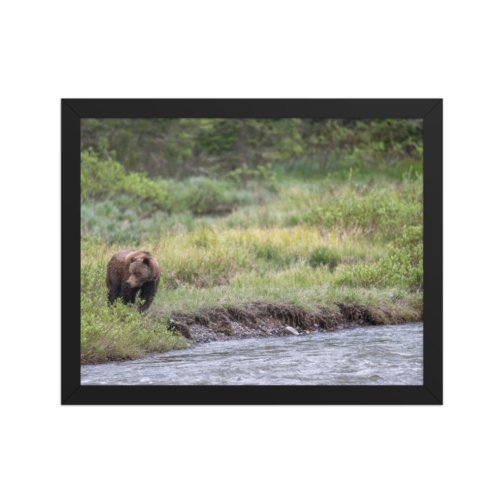 Grizzly getting read! Framed photo paper poster