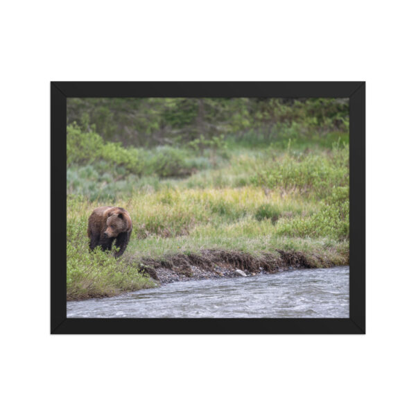 Grizzly getting read! Framed photo paper poster