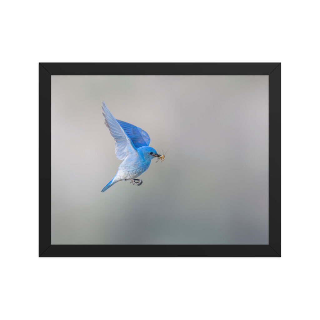 Mountain Bluebird with prey! Framed photo paper poster