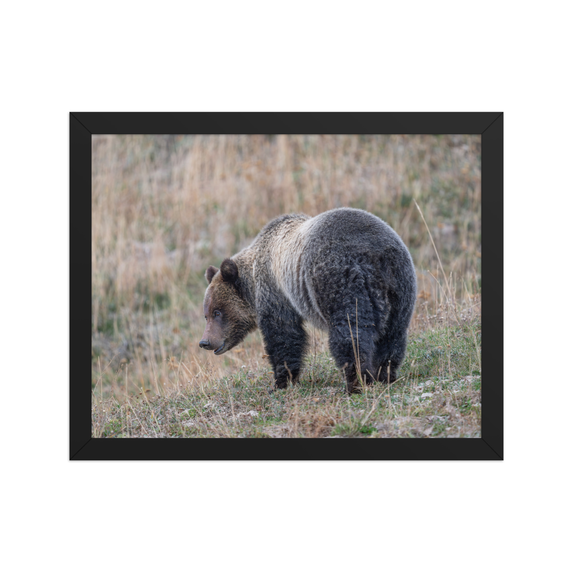 Grizzly of yellowstone! Framed photo paper poster