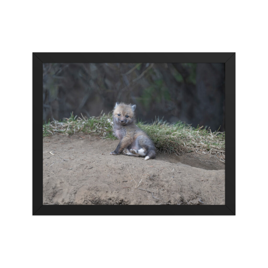 Guarding Den Baby Red fox! Framed photo paper poster