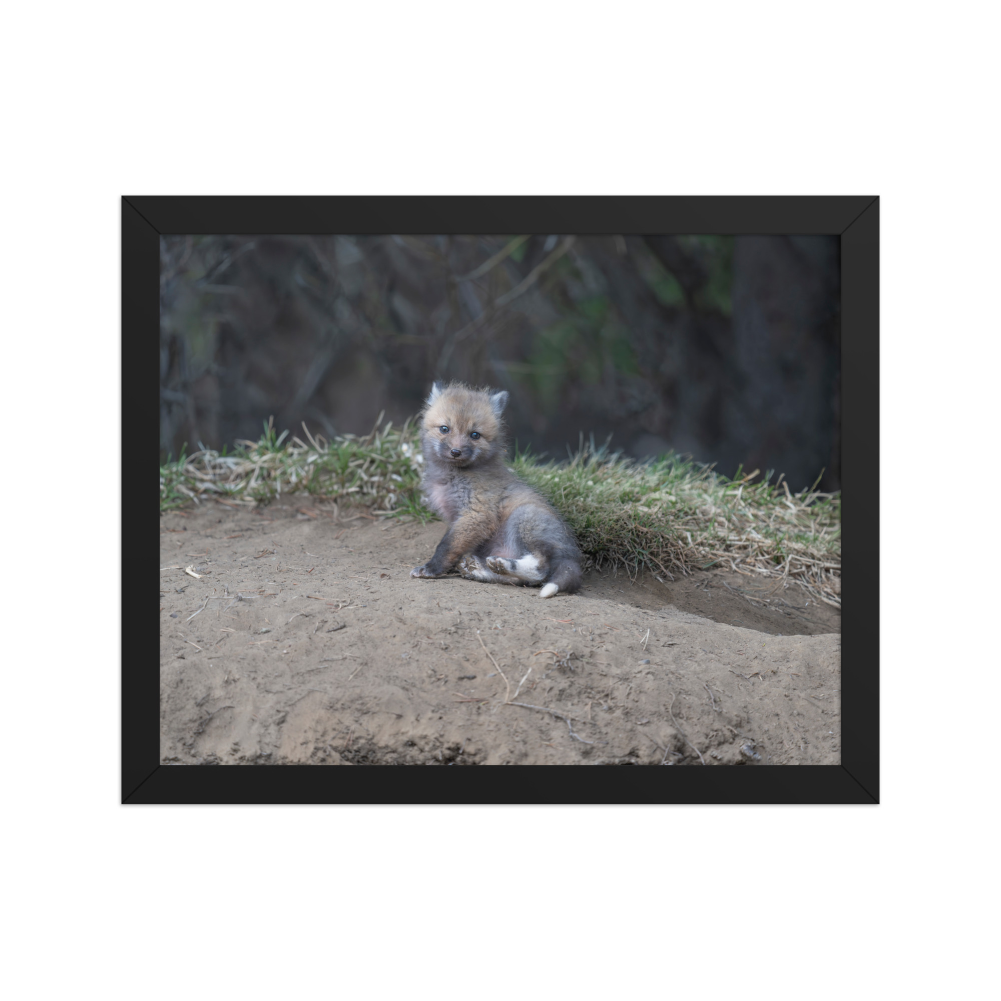 Guarding Den Baby Red fox! Framed photo paper poster