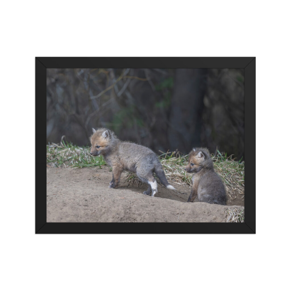 Play Time Baby Red fox!  Framed photo paper poster