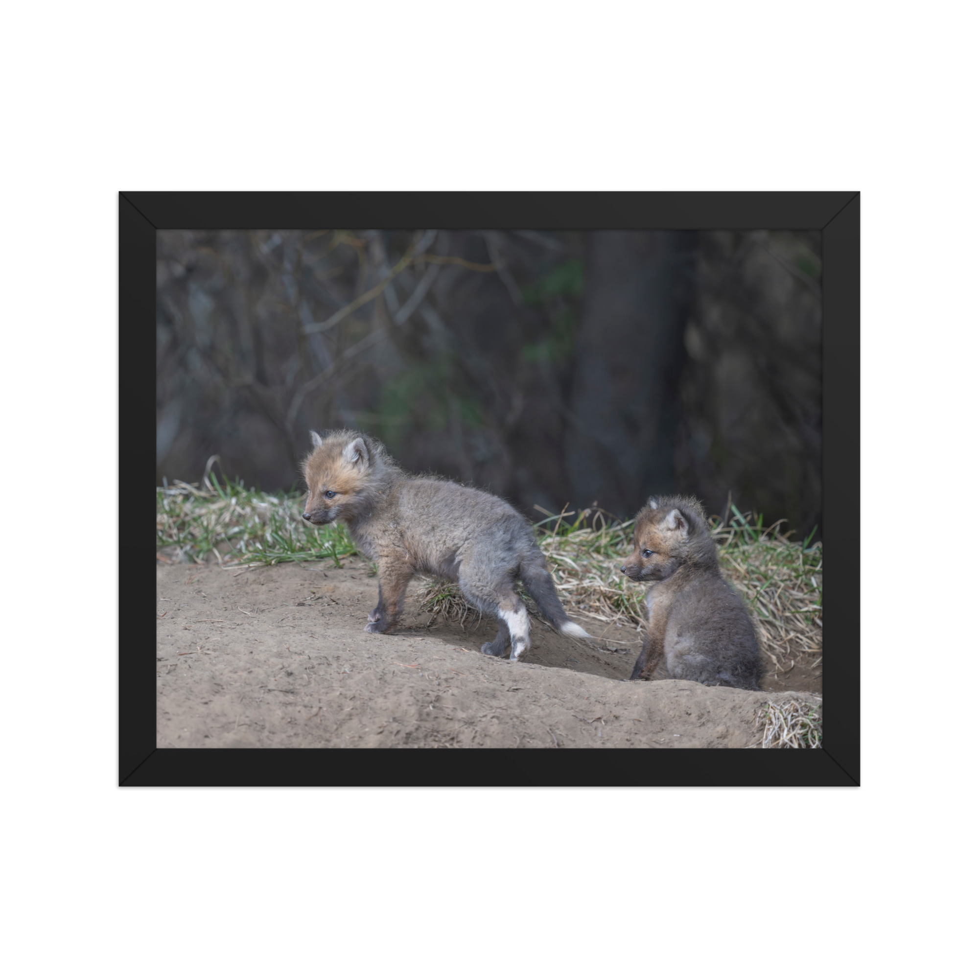 Play Time Baby Red fox!  Framed photo paper poster