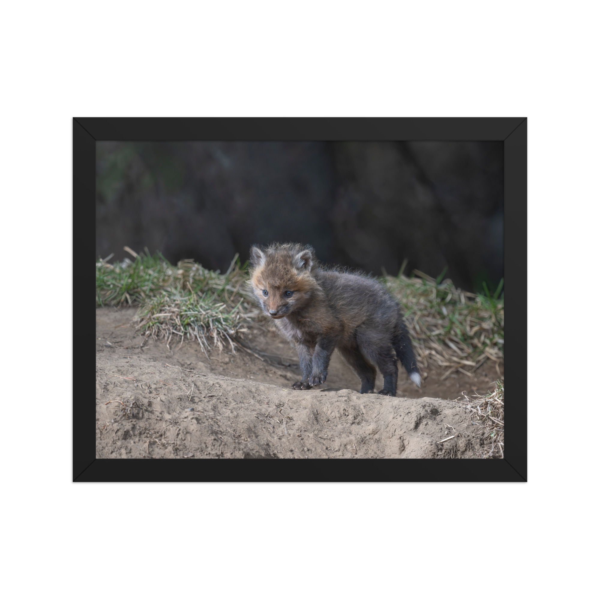 Just checking Baby Red fox! Framed photo paper poster