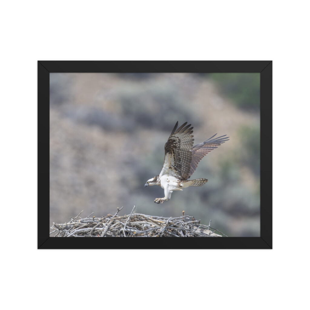 Osprey Landing on its nest! Framed photo paper poster