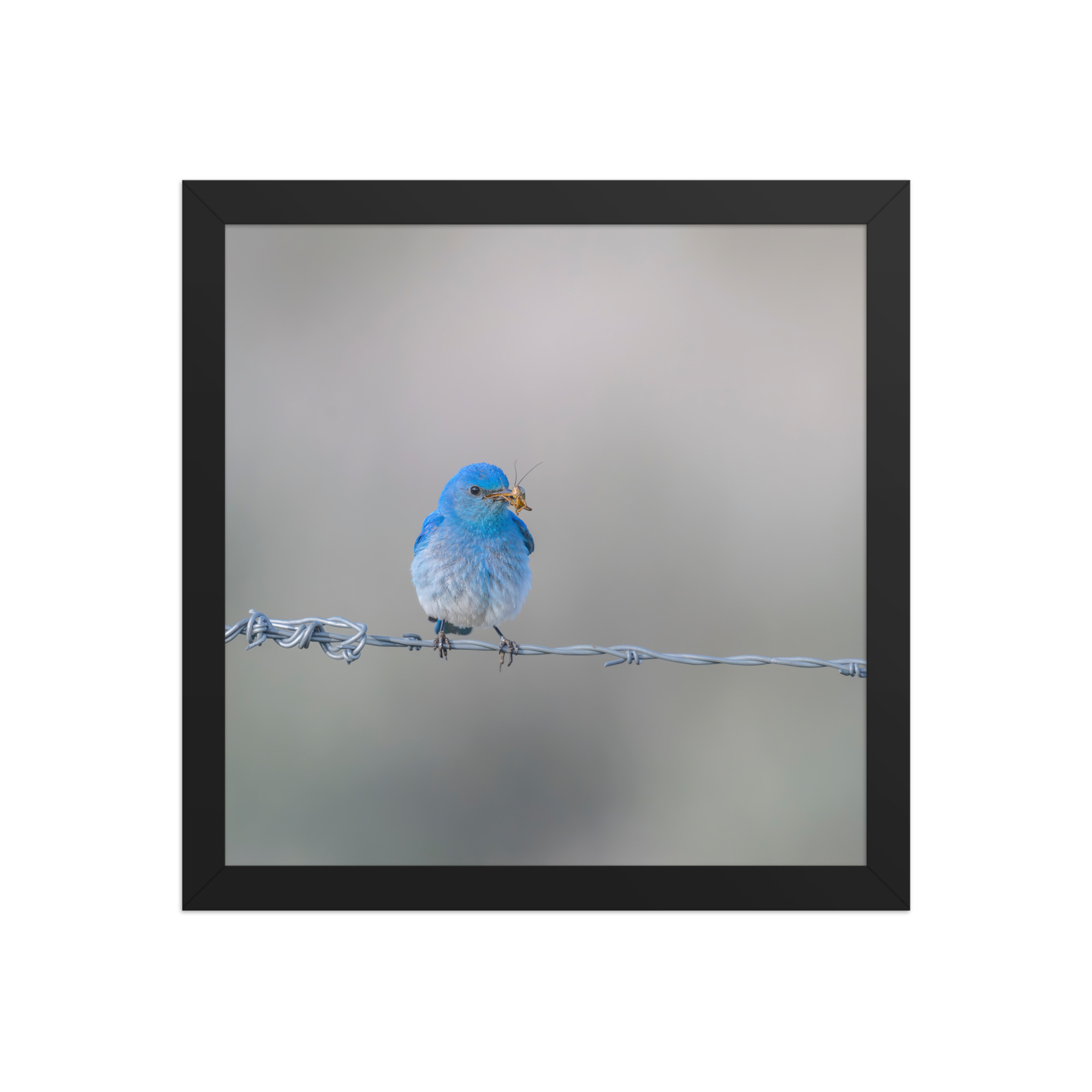 Mountain Blue Bird! Framed photo paper poster - Image 4