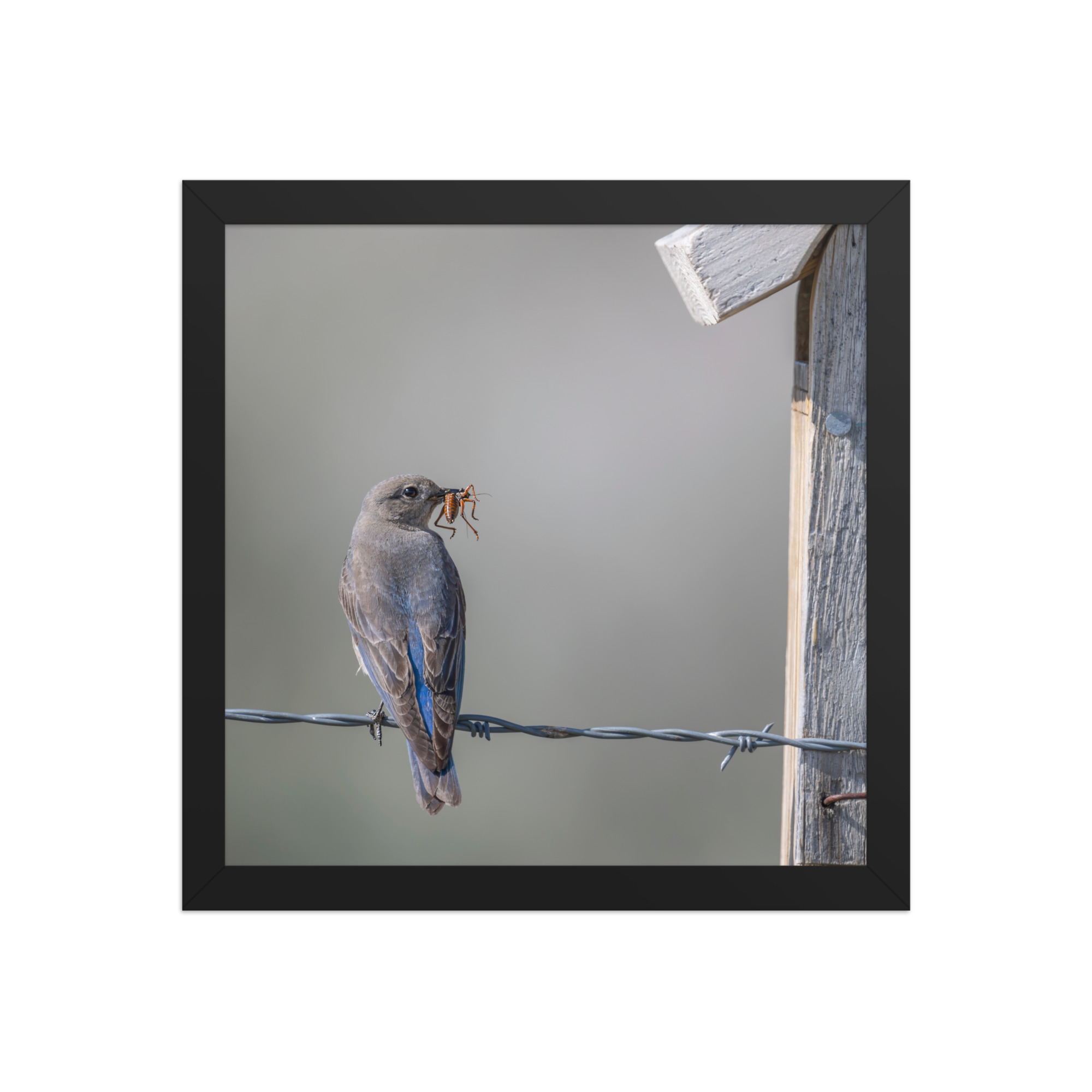 Mama Mountain bluebird with food! Framed photo paper poster - Image 4