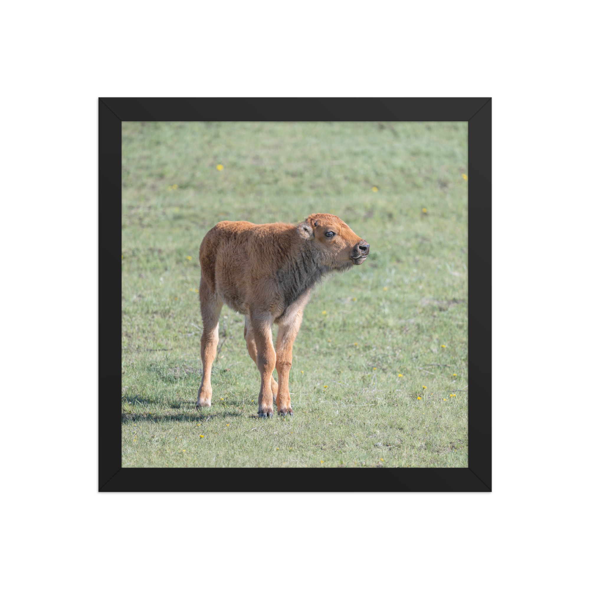 Baby Bison! Framed photo paper poster - Image 4