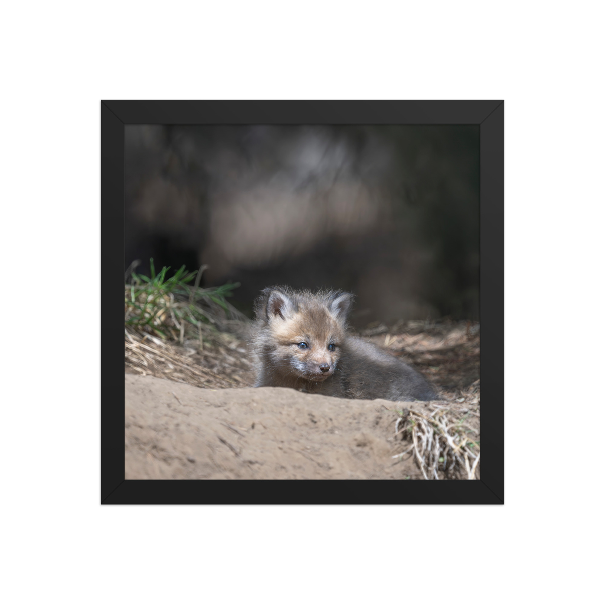 Baby Red fox waiting for Mom! Framed photo paper poster - Image 4