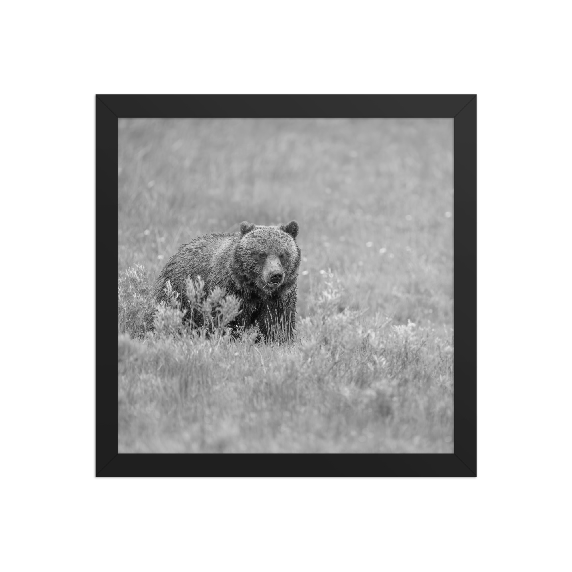 Hungry Grizzly in a Meadow! Monochrome Framed photo paper poster - Image 4