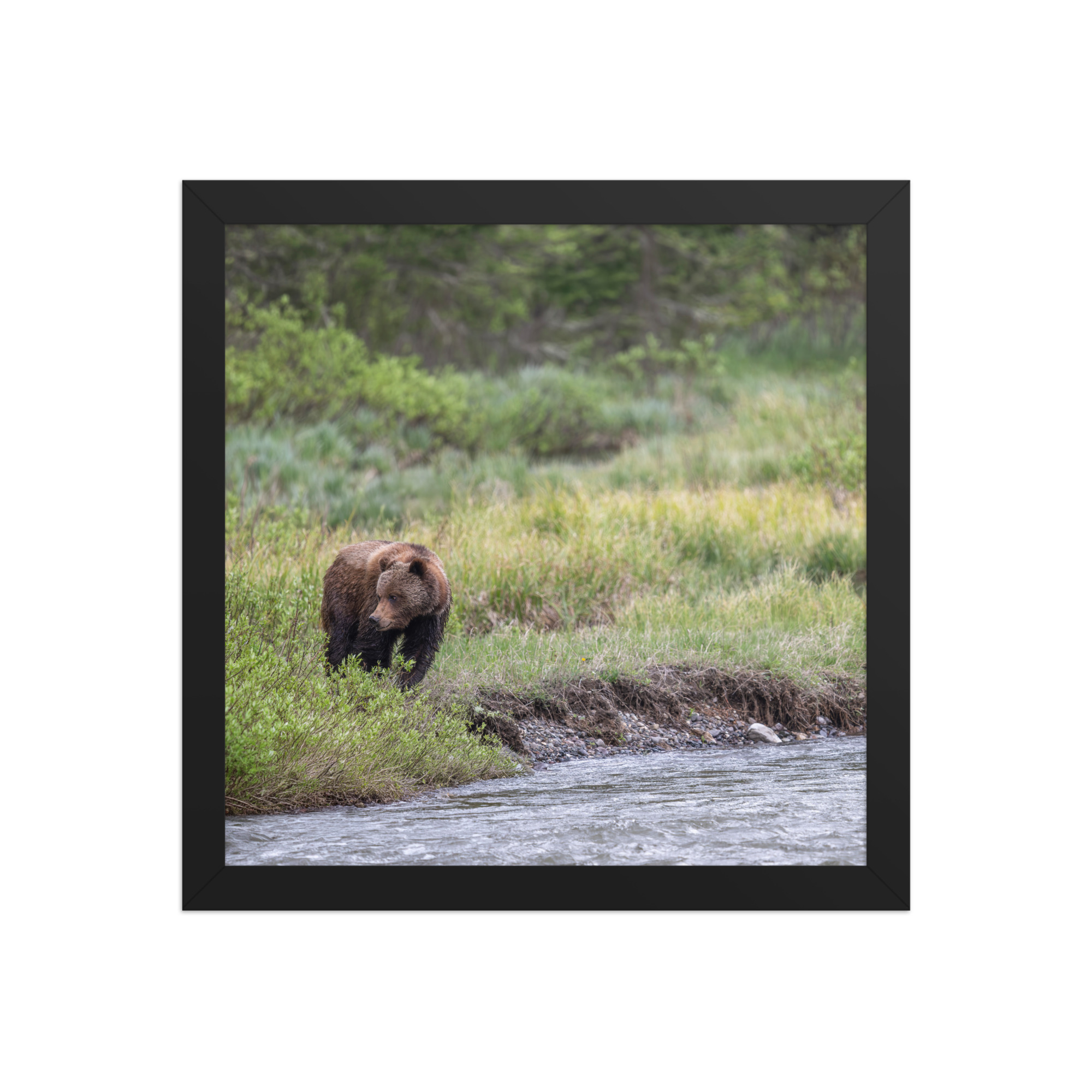 Grizzly getting read! Framed photo paper poster - Image 4