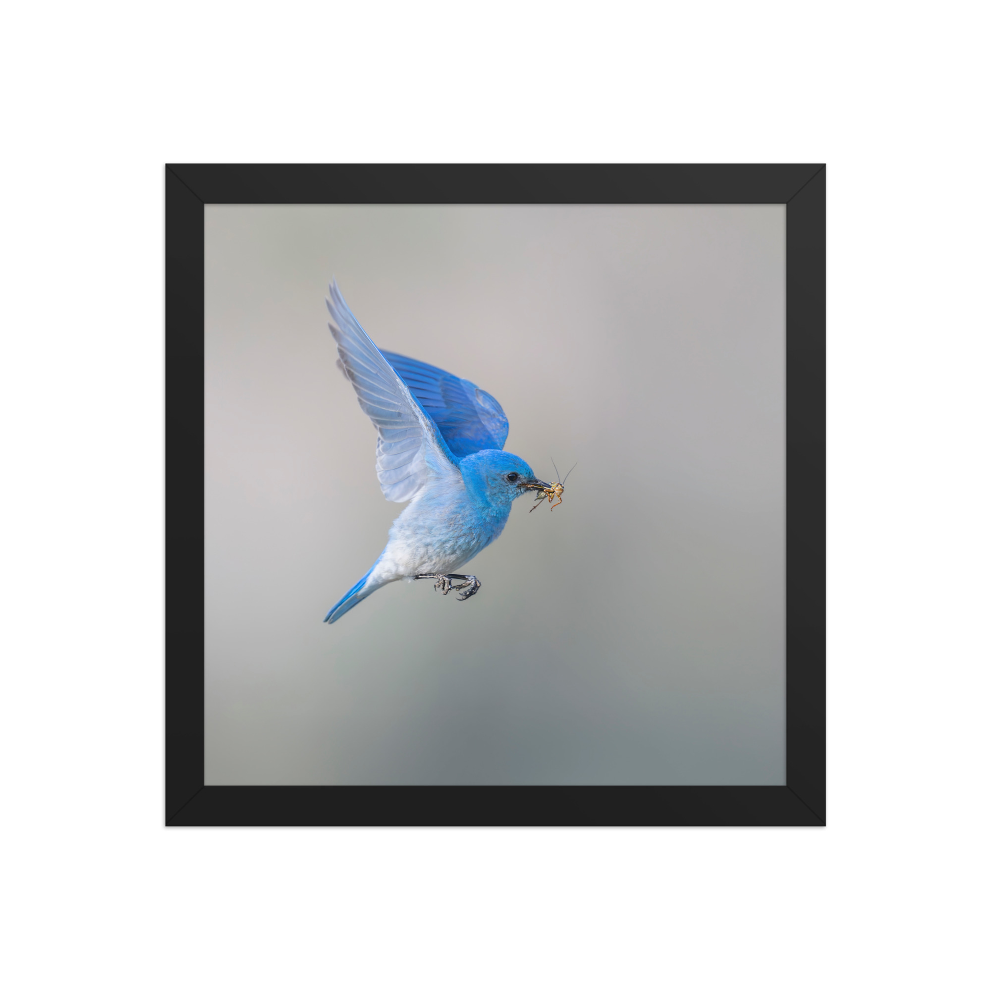 Mountain Bluebird with prey! Framed photo paper poster - Image 4