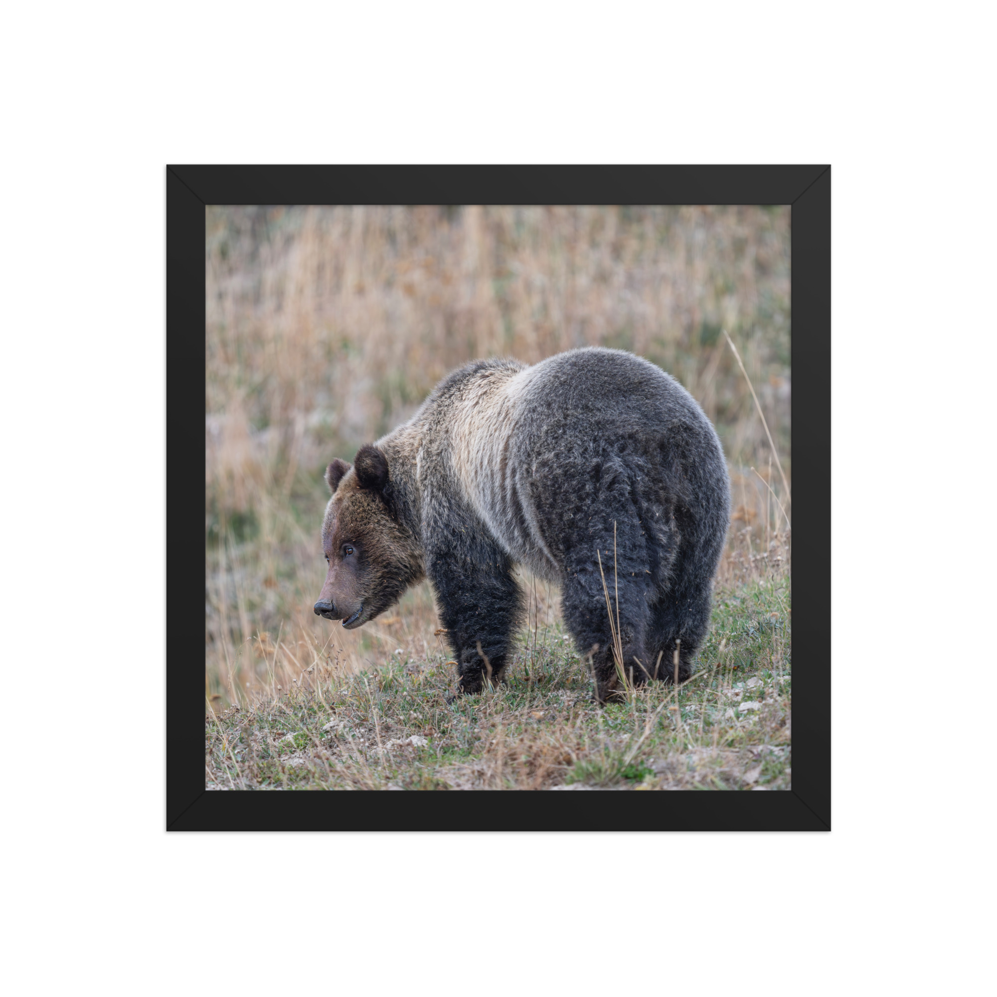Grizzly of yellowstone! Framed photo paper poster - Image 4