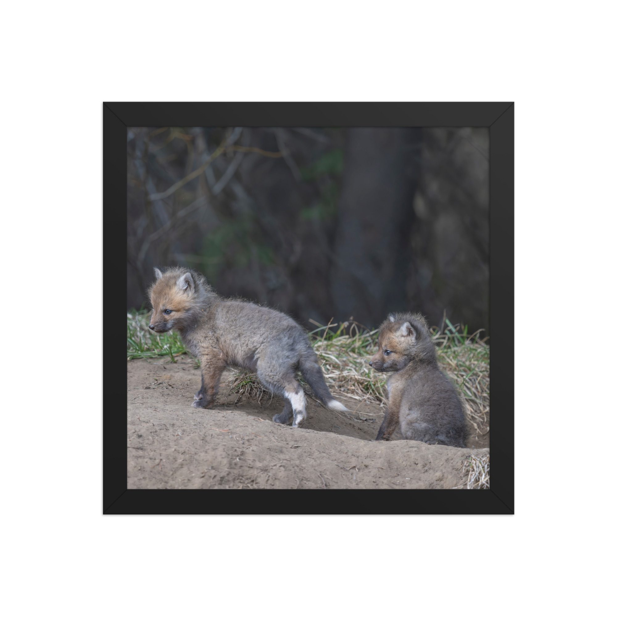 Play Time Baby Red fox!  Framed photo paper poster - Image 4