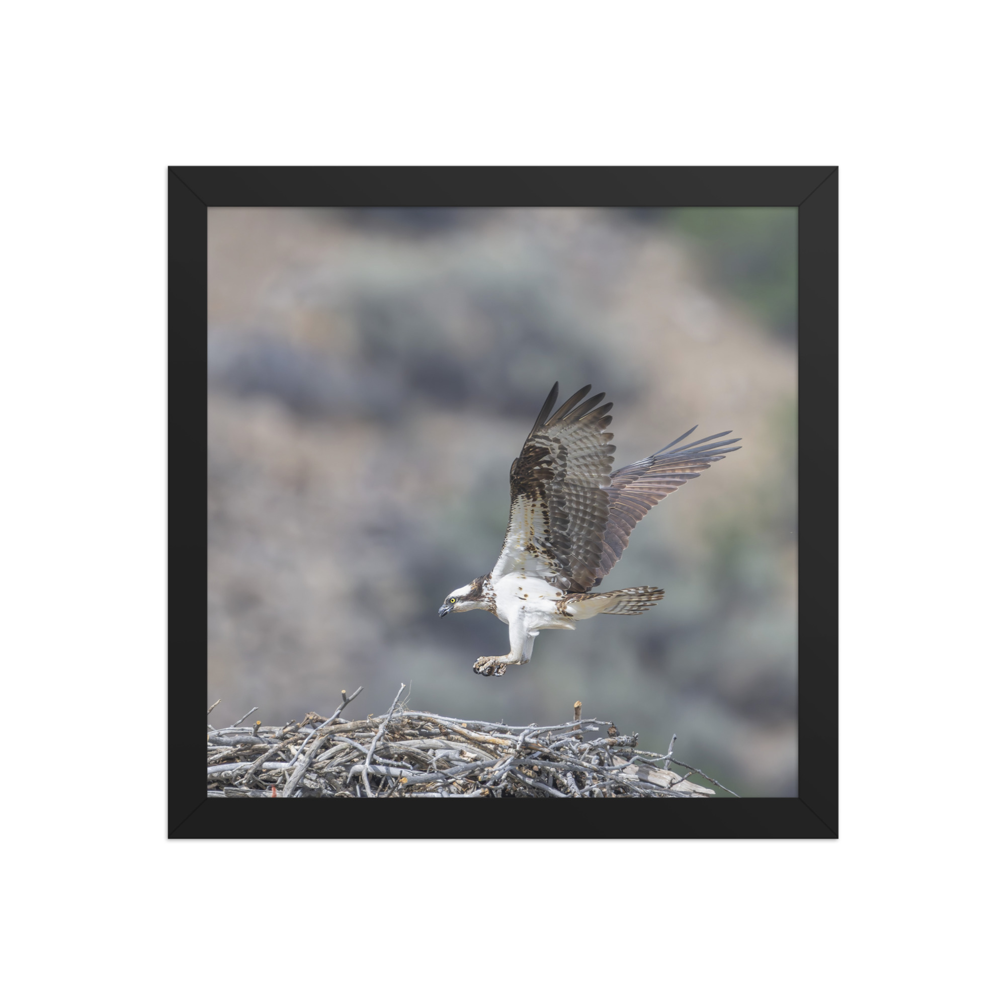 Osprey Landing on its nest! Framed photo paper poster - Image 4